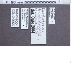 Etikette zu Cardiotarsus dimidiatipennis (Fleutiaux, 1931) (NHMW-ZOO-COL-0008530)